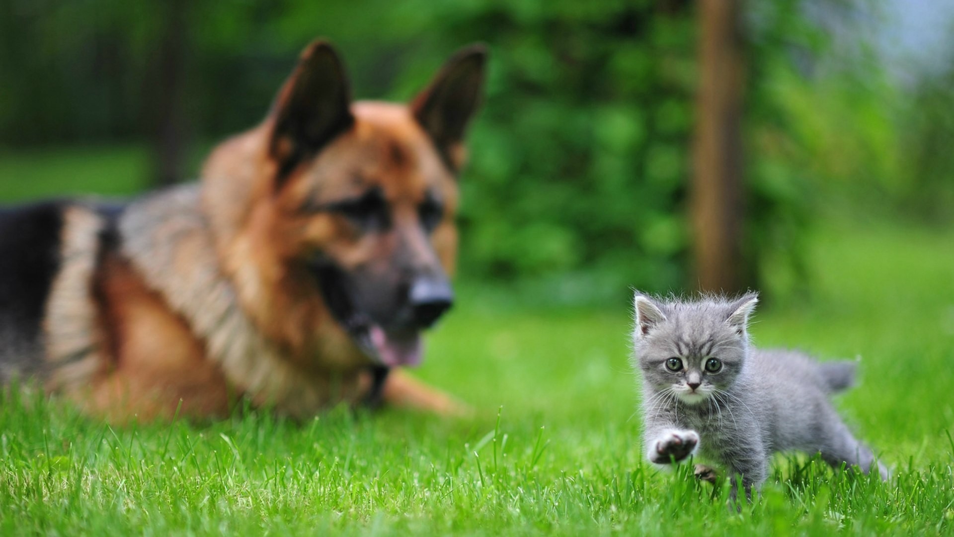 Wallpaper Dog, Cat, Blurring, Grass, Walk - Dog And Cat Background - HD Wallpaper 
