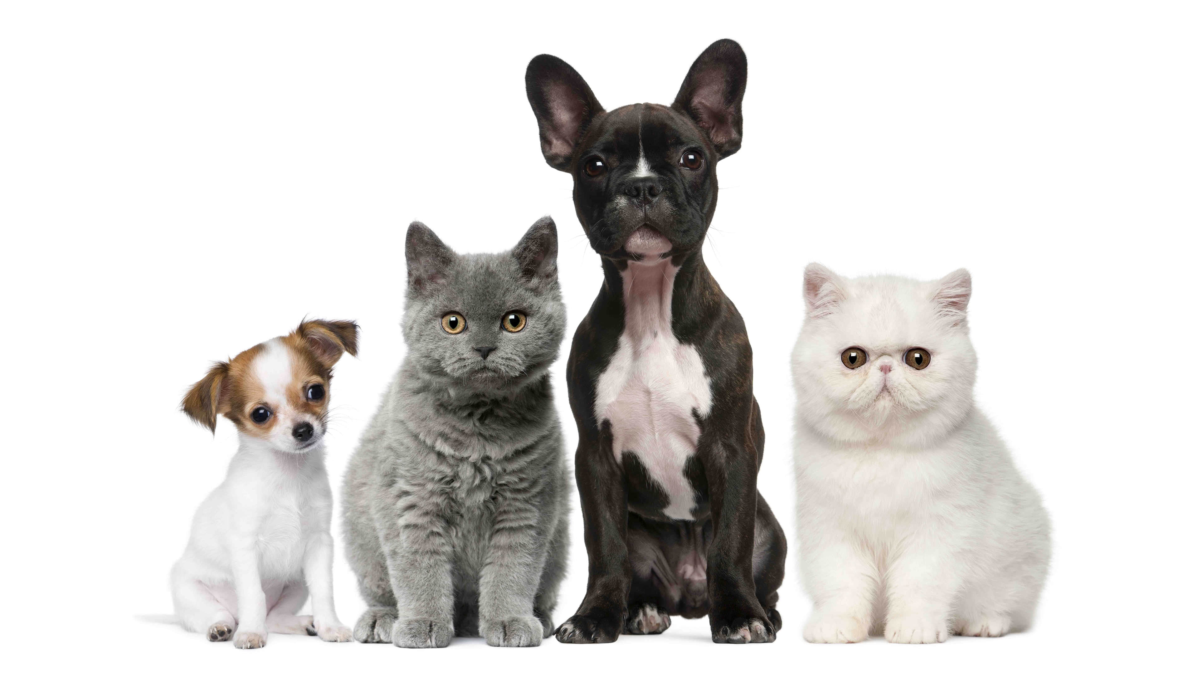 Many Dog And Cat - HD Wallpaper 