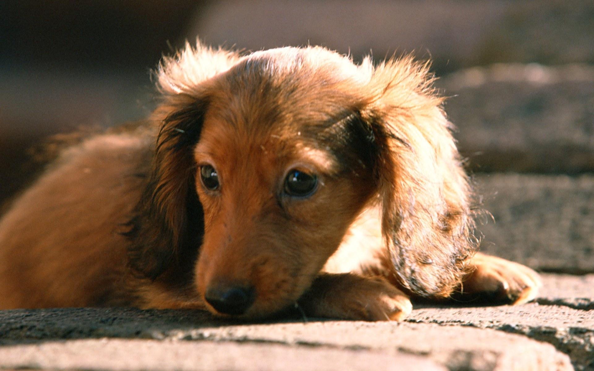 Lovely Dog Wallpaper - 古い デジカメ プリント ボタン - HD Wallpaper 