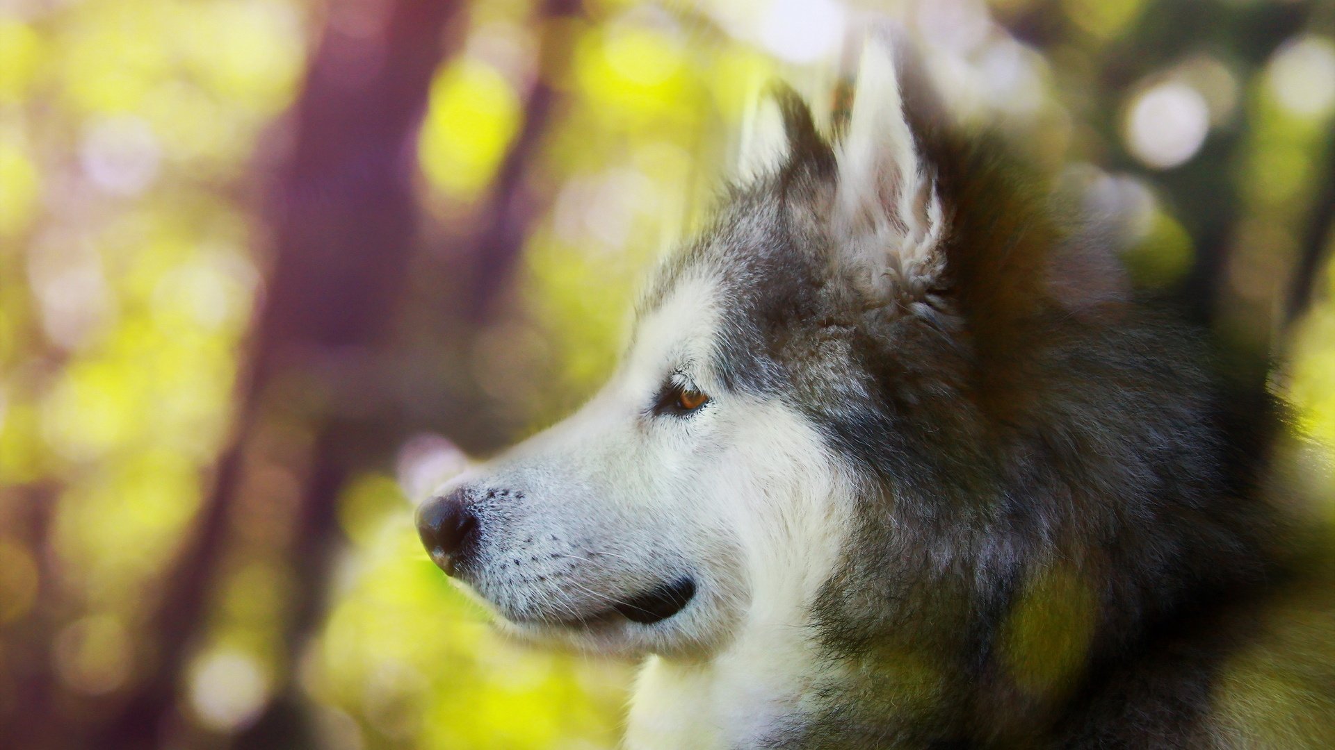 Malamute De L Alaska Pour Fond D Ecran - HD Wallpaper 