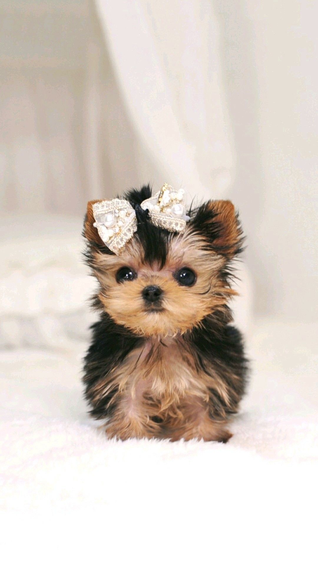 Yorkie Wallpaper For Iphone - HD Wallpaper 