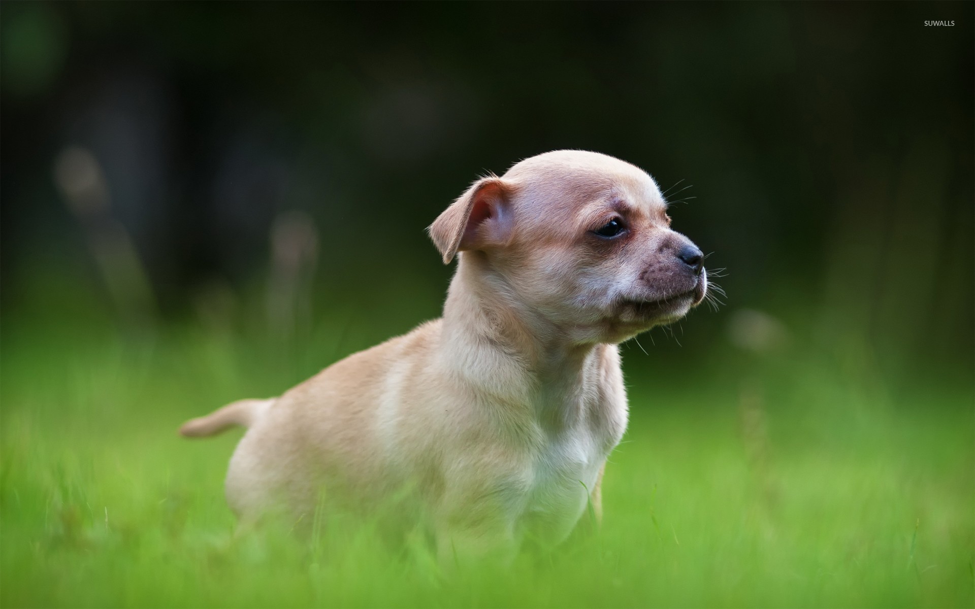 Companion Dog - HD Wallpaper 