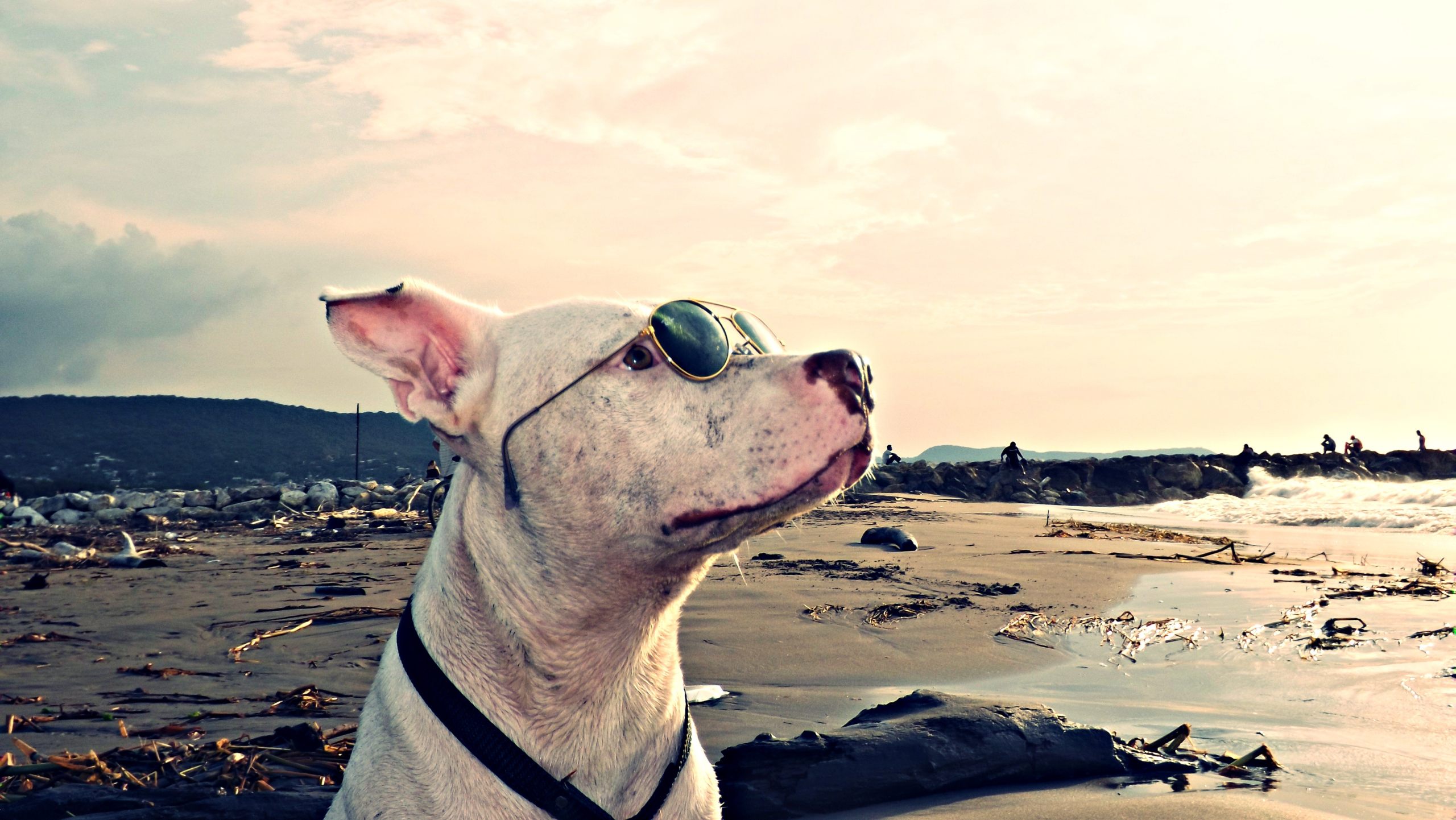 Cool Pitbull Dog Wallpaper With Sea Beach Background - Malaysia Pet Travel Place - HD Wallpaper 