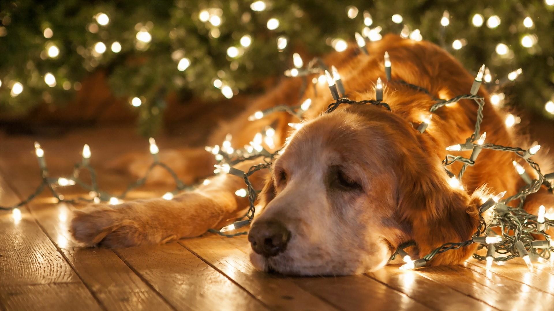 1920x1080, Golden Retriever Under The Christmas Lights - Christmas Dog Wallpaper Hd - HD Wallpaper 