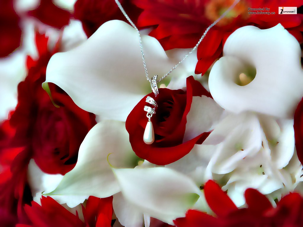 Sweet Cute Wallpapers Download - 1024x768 Wallpaper Sweet Cute Wallpapers Download - 1024x768 Wallpaper