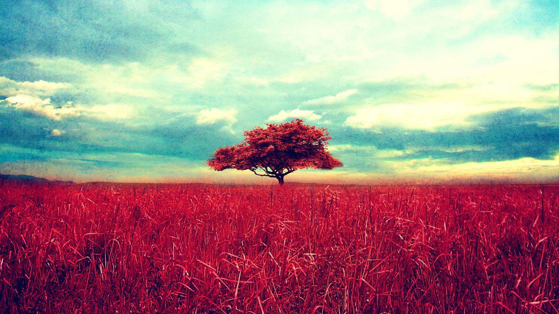 Red Tree In Field - HD Wallpaper 