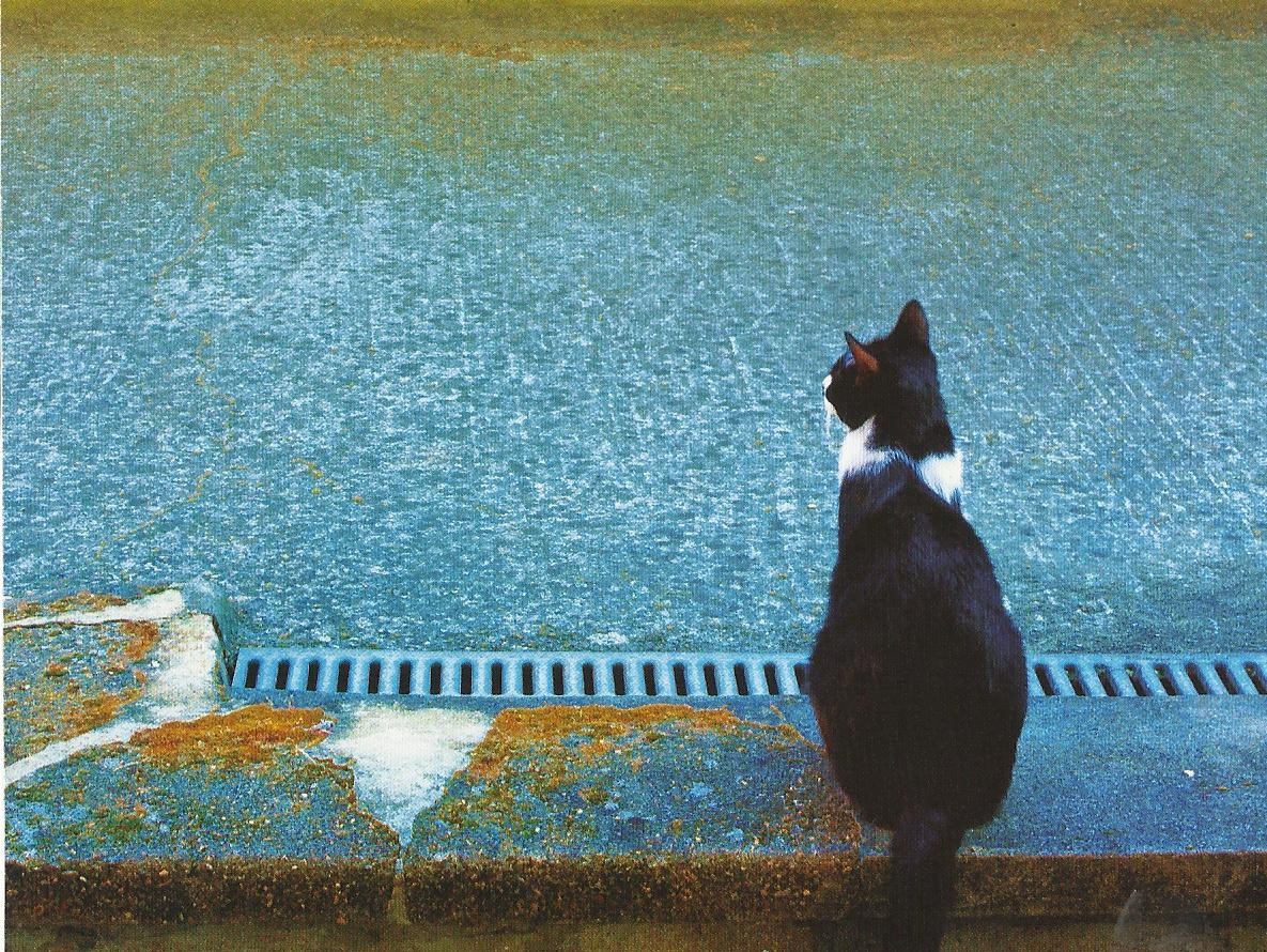 Dog Wallpapers, Dog Desktop Images, Hd Dog Images, - Companion Dog - HD Wallpaper 