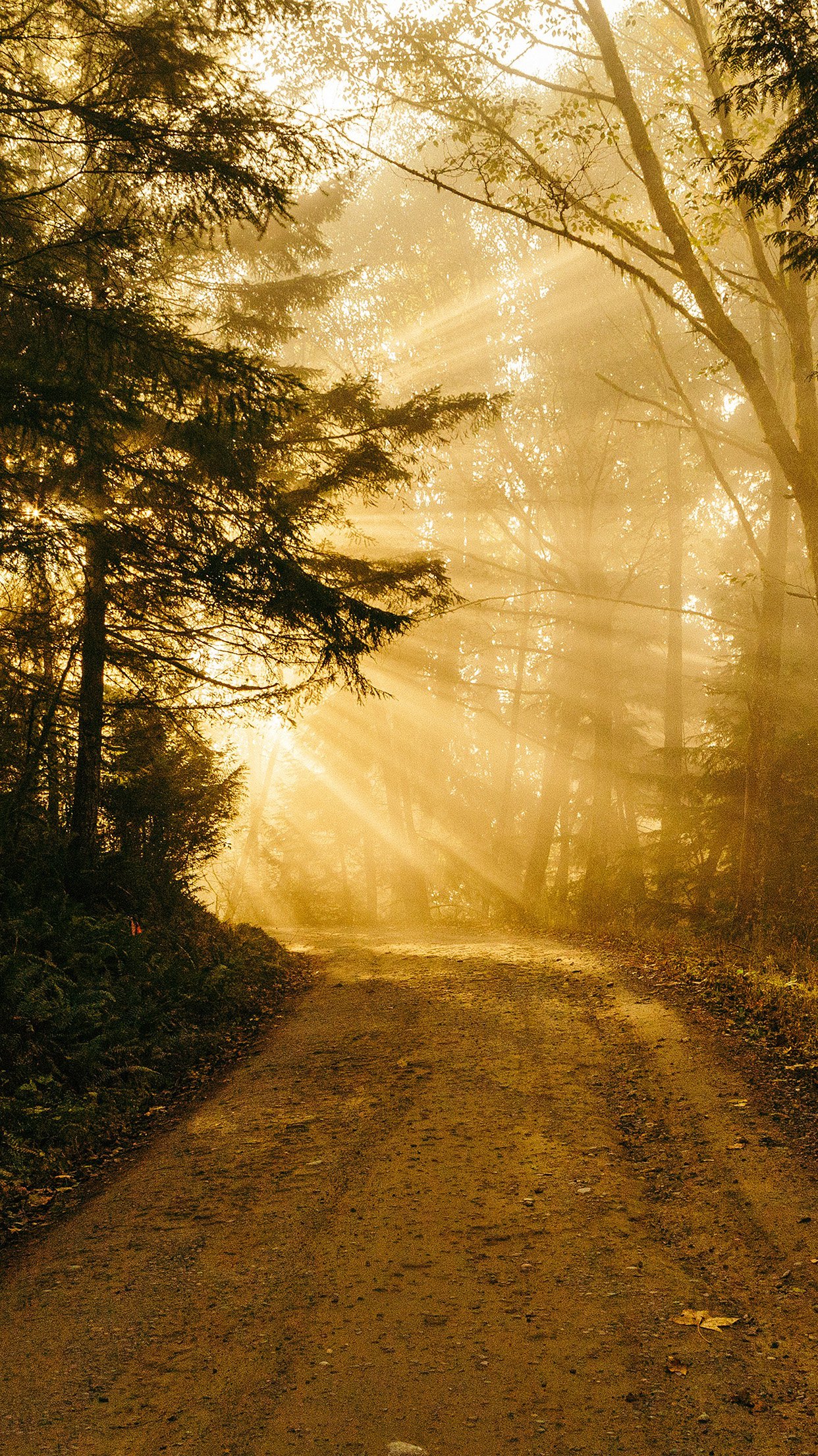 Sunny Road Wood Forest Light Tree Nature Gold Android - HD Wallpaper 