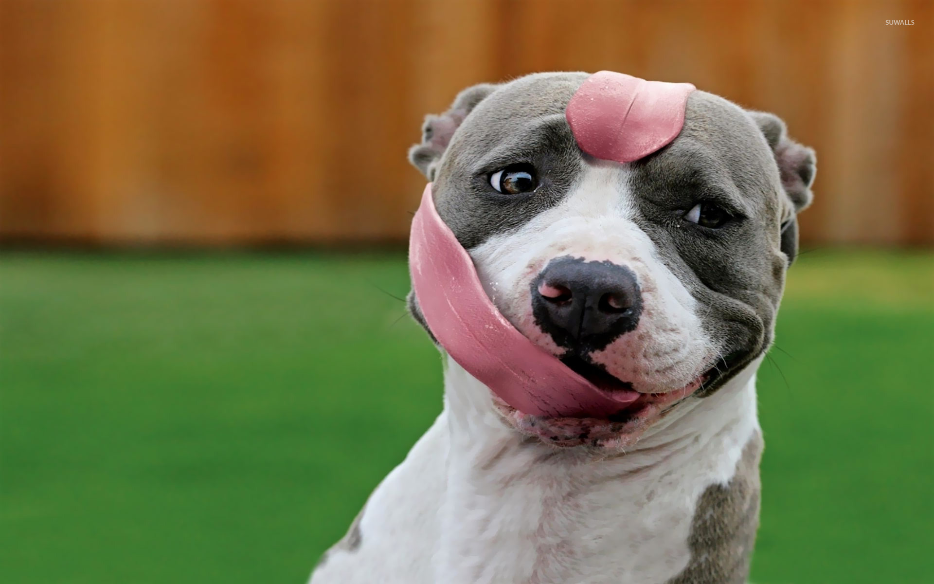 Pit Bull Dogs Wallpapers - Pitbull Hd - HD Wallpaper 