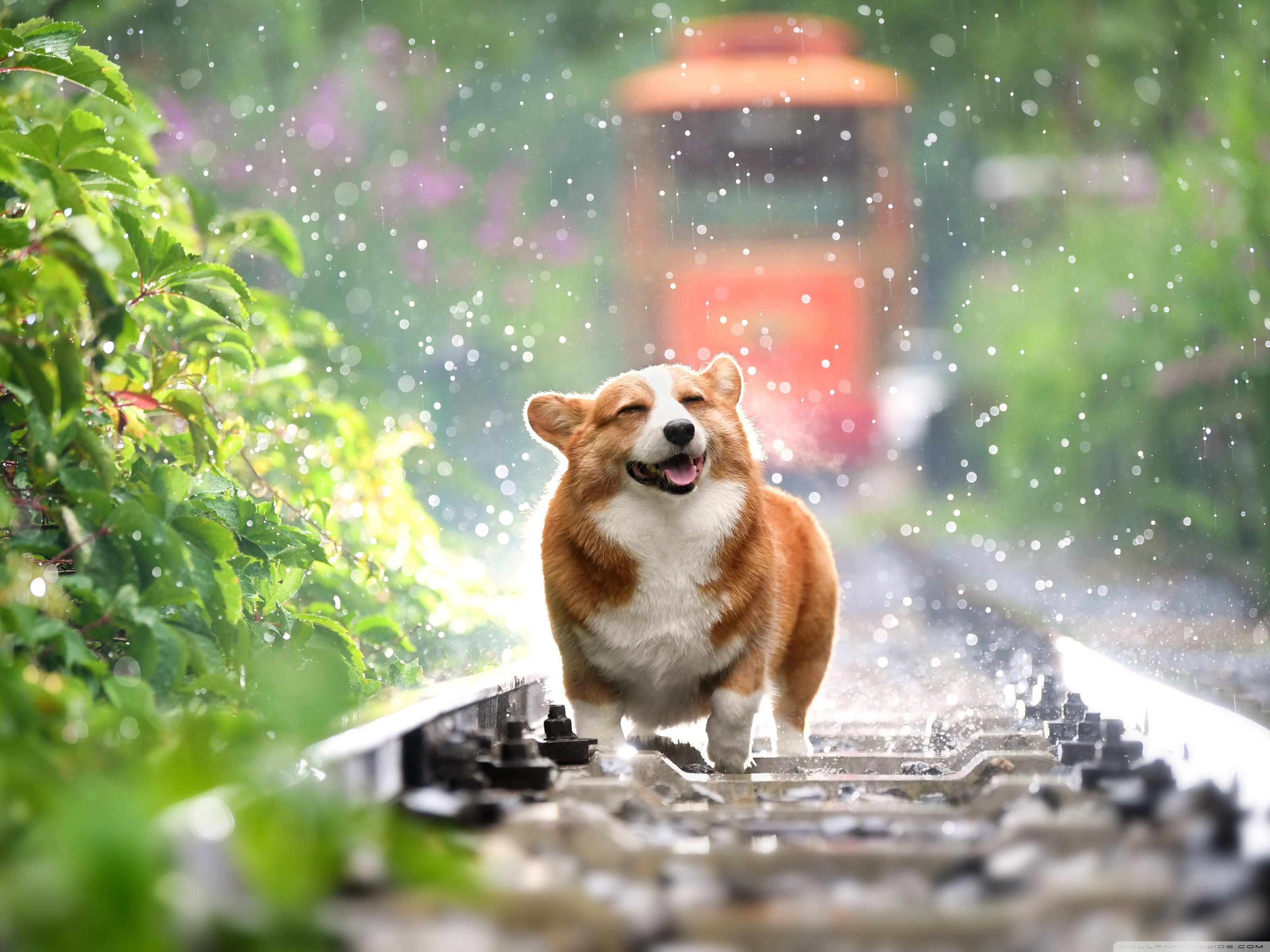 Corgi On Train Tracks - HD Wallpaper 