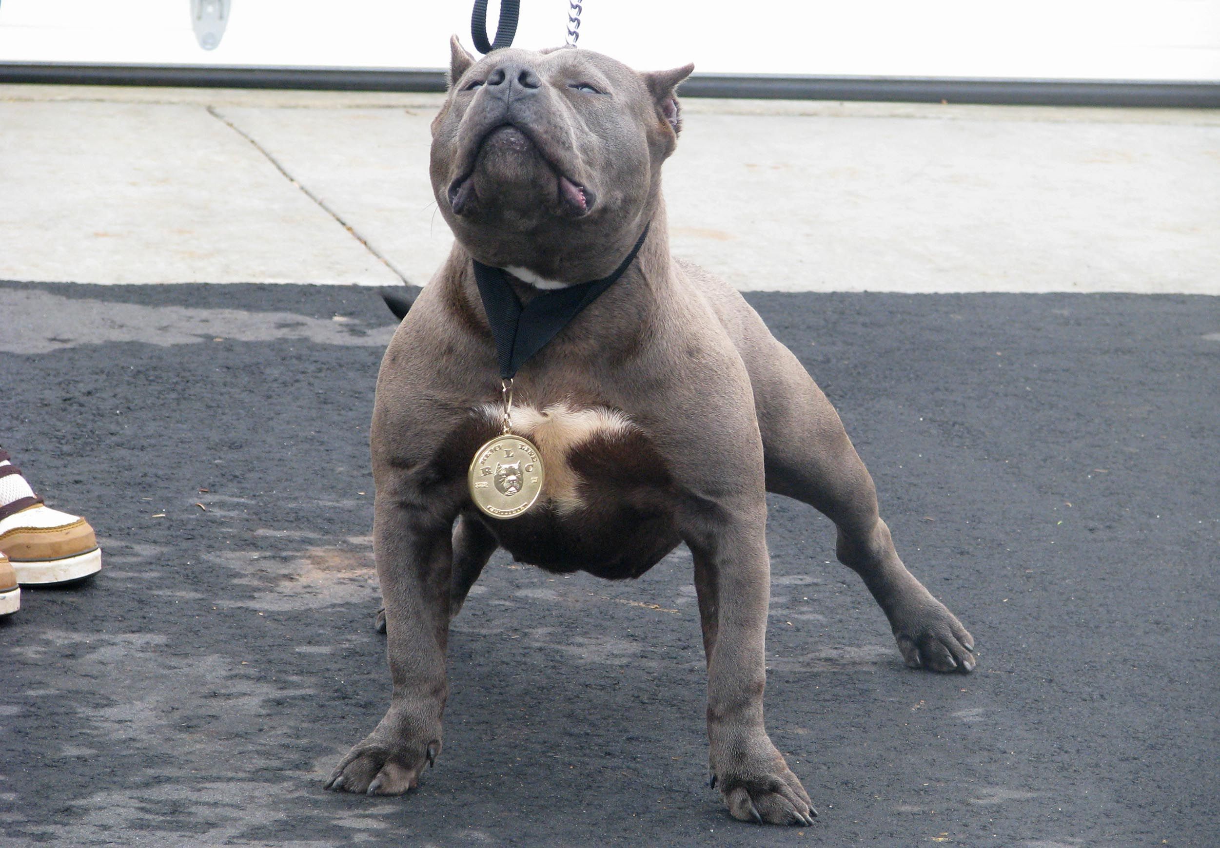 American Pitbull Dog Photo Download - 2502x1740 Wallpaper American Pitbull Dog Photo Download - 2502x1740 Wallpaper