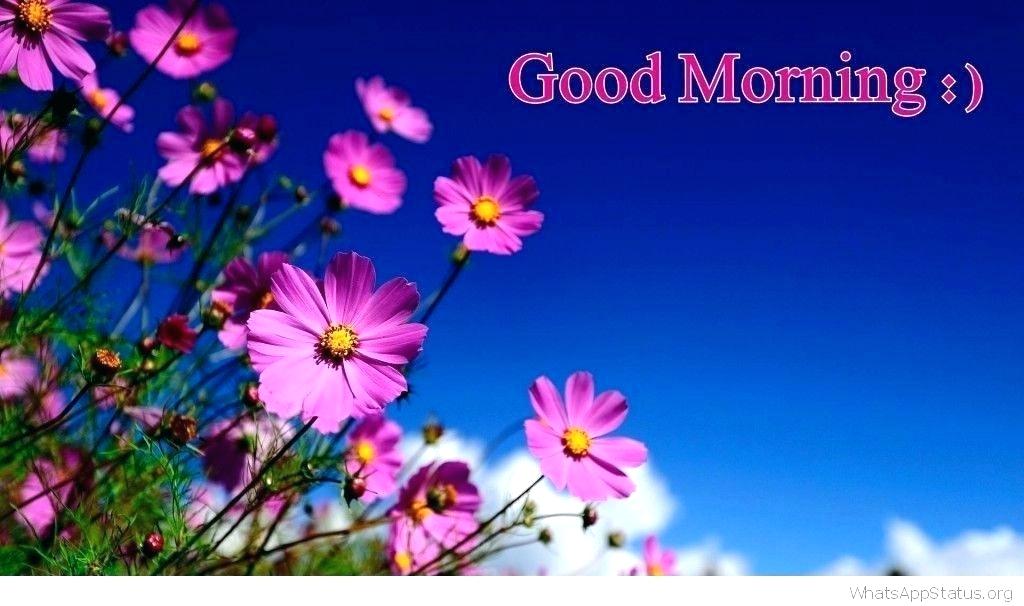 Good Morning And Good Night Quotes Good Morning And - Good Morning Wallpaper Images Download - HD Wallpaper 