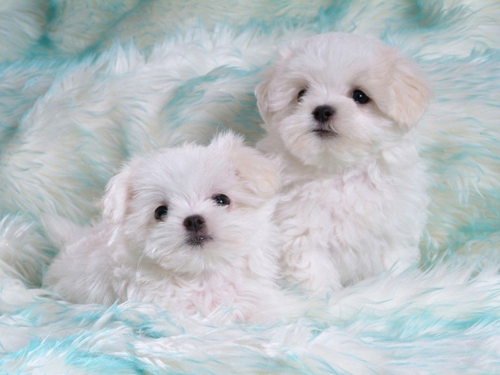 Cute White Puppies Wallpapers Desktop Dogs Puppies - Baby Dog - HD Wallpaper 