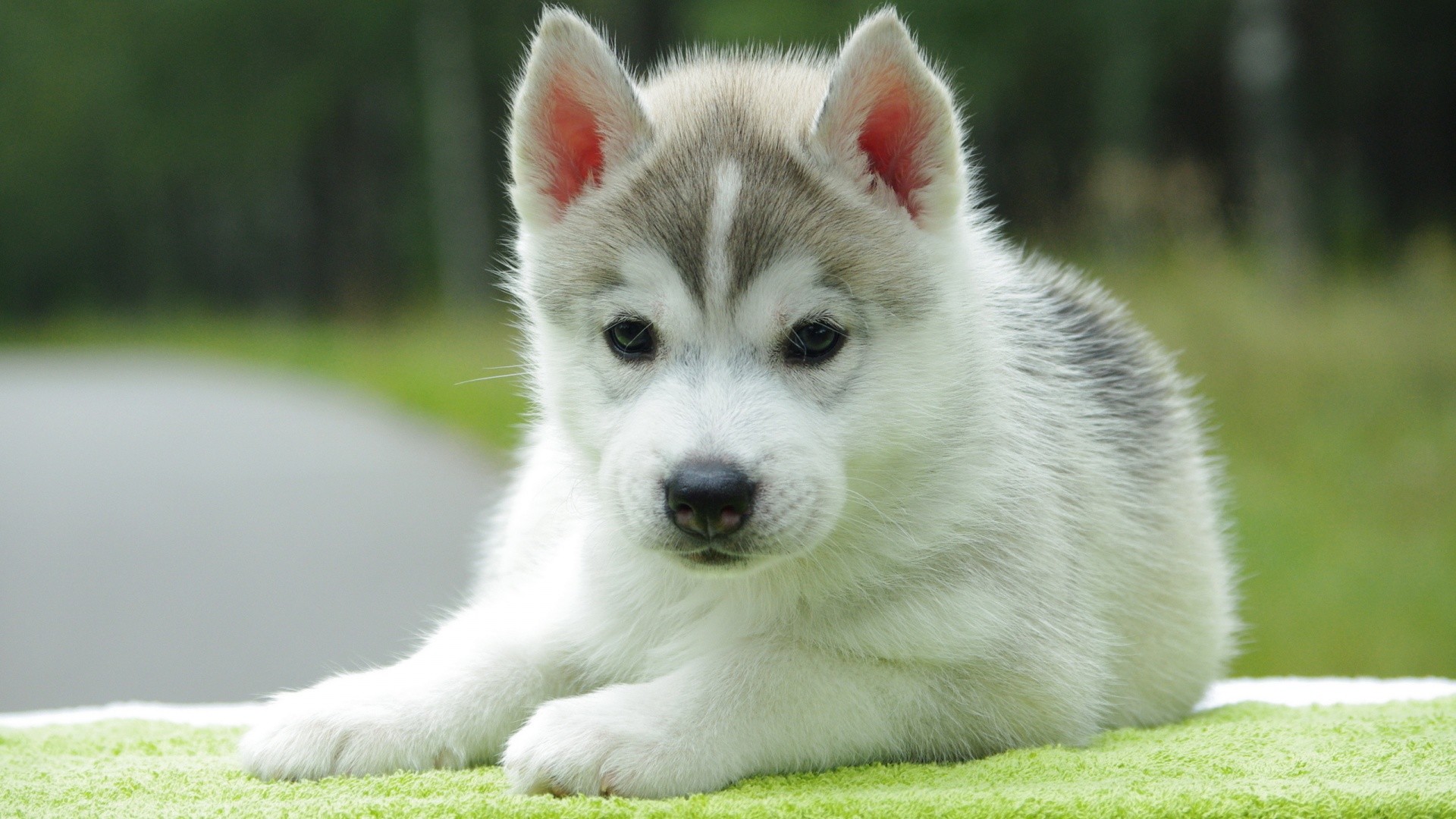 Desktop Wallpaper Of Cute Puppies - Puppy Husky Cute Dogs - HD Wallpaper 