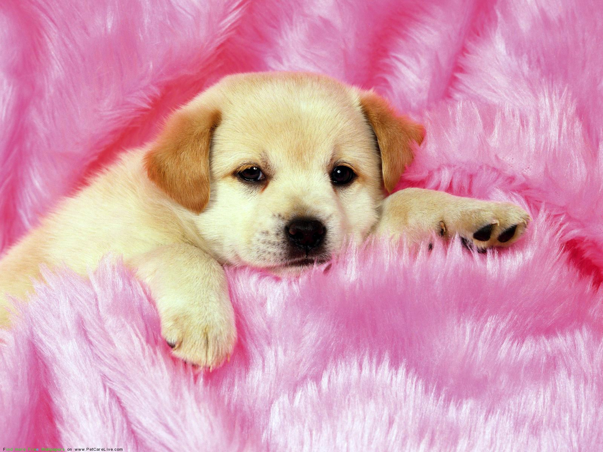 Cute Dog Wallpaper Little - Cute Wallpaper Puppy - HD Wallpaper 