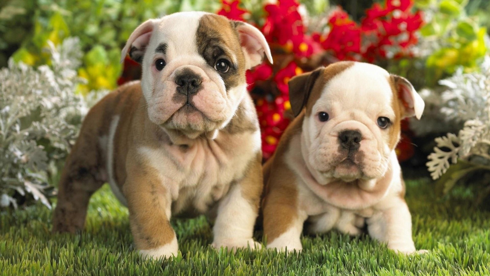 Dog, Cute, And Puppy Image - Pitbull Dog Cute Puppies - 1600x900 Wallpaper  