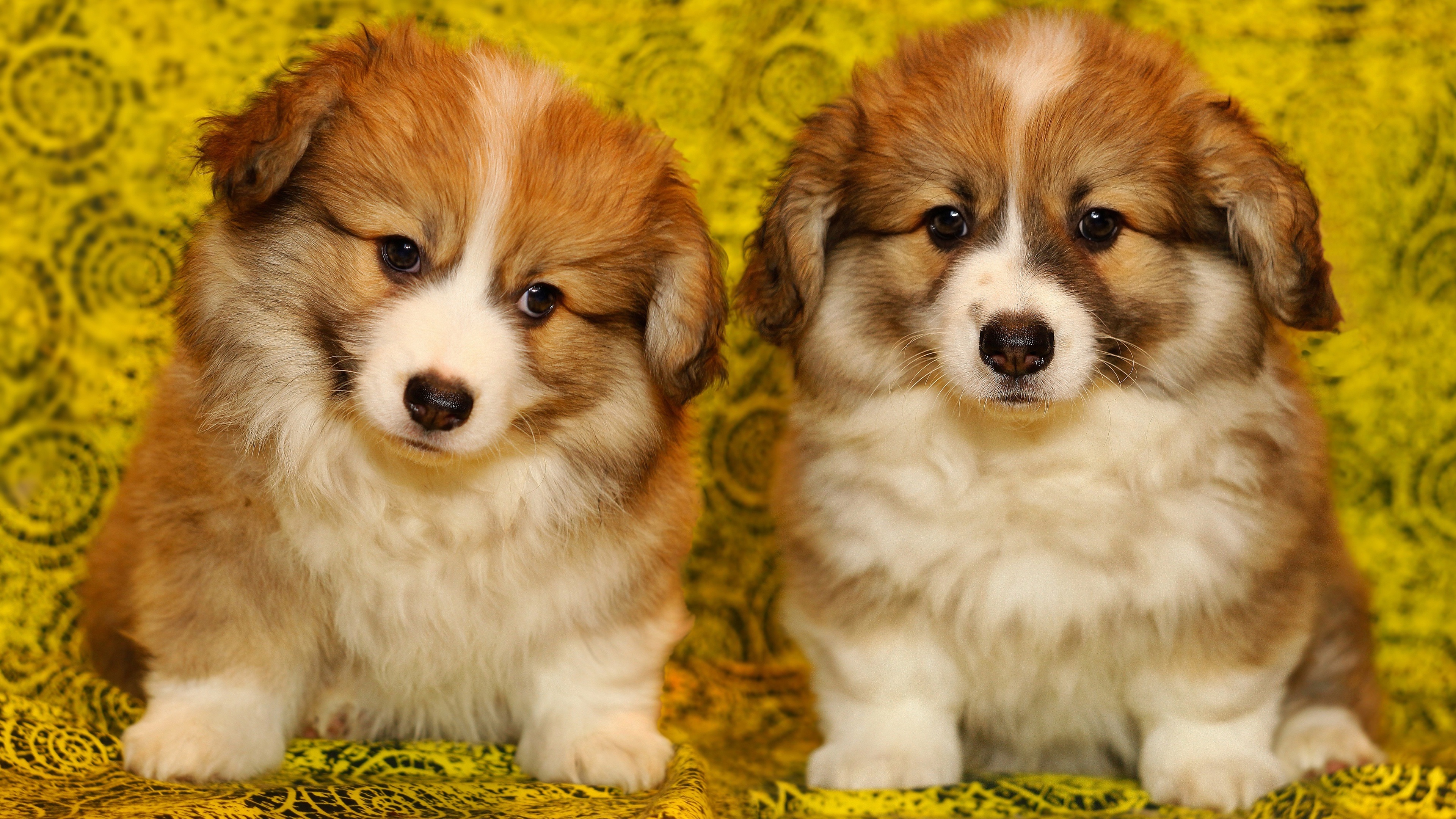 Wallpaper Two Cute Puppies, Furry Dog - Brown Corgi Puppies - HD Wallpaper 