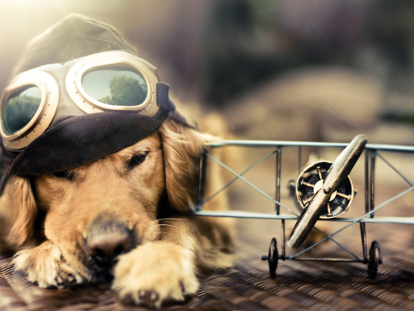 Cool Funny Dog Wallpaper - Fondos De Pantalla Hd Perros - HD Wallpaper 