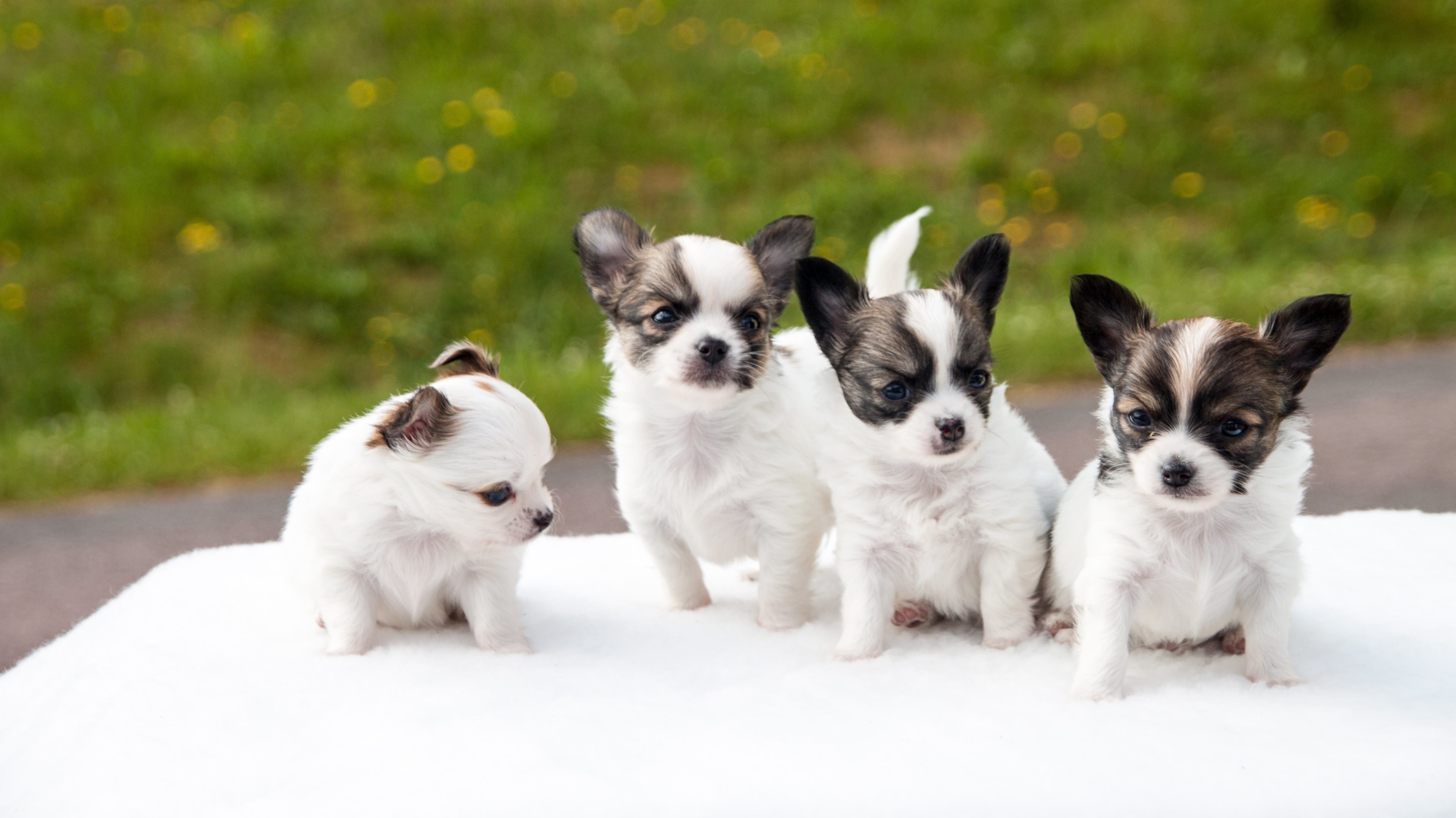 Chihuahua Puppies 
 Data-src - Puppy Wallpaper Hd Chihuahua - HD Wallpaper 