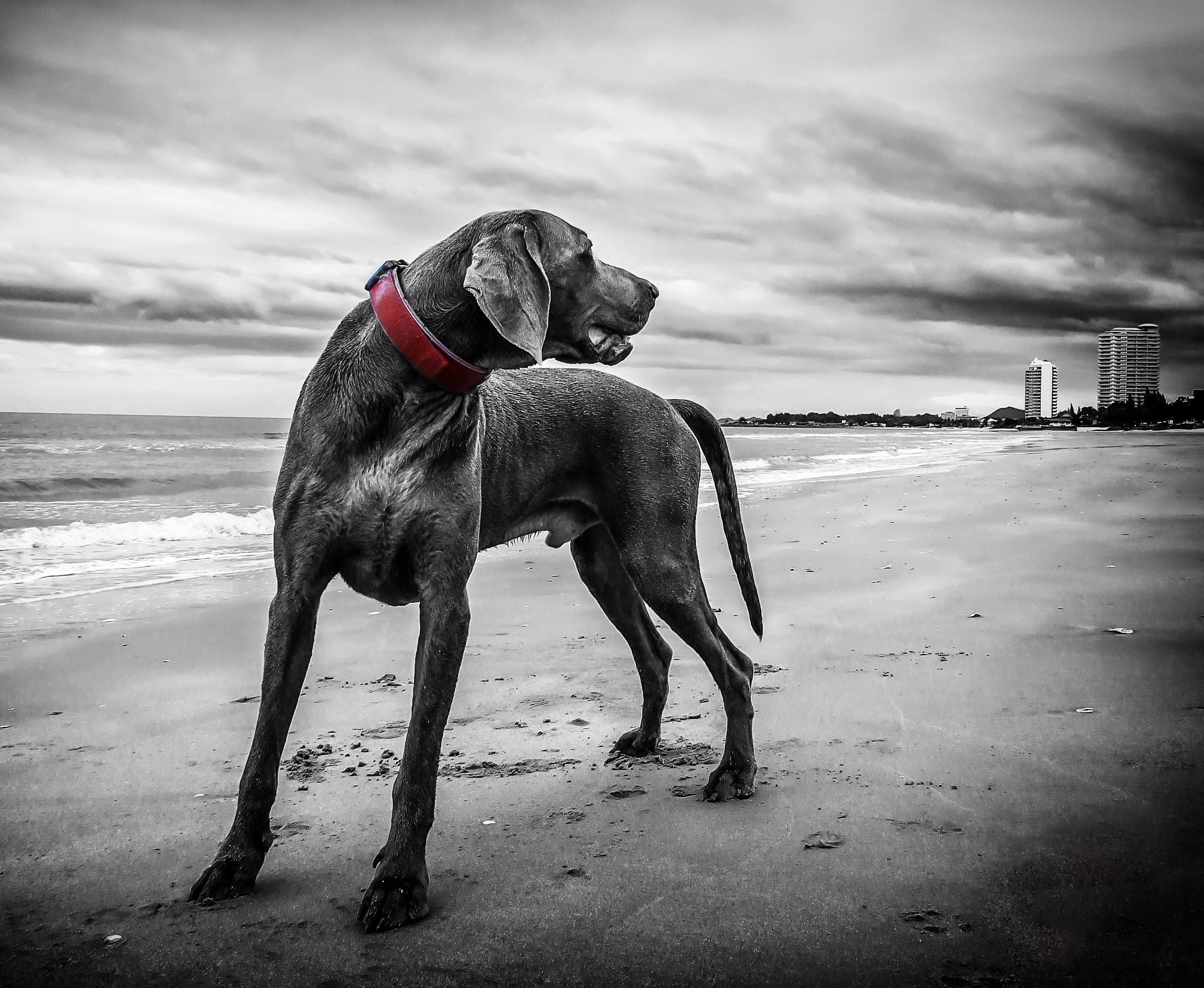 Weimaraner Breed Hound Dog Animal Beach White Black - Dog In The City Black And White - HD Wallpaper 