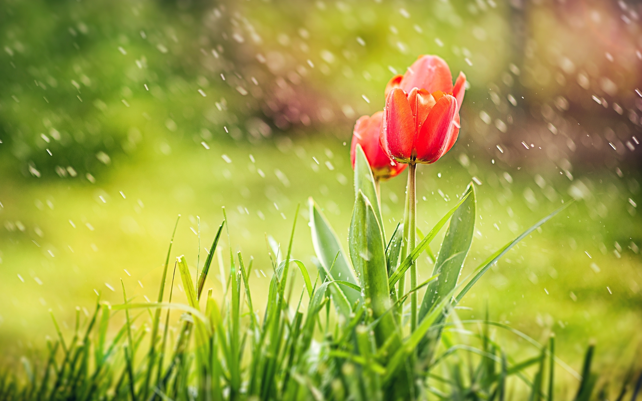 Rain Hd Images Of Nature - HD Wallpaper 