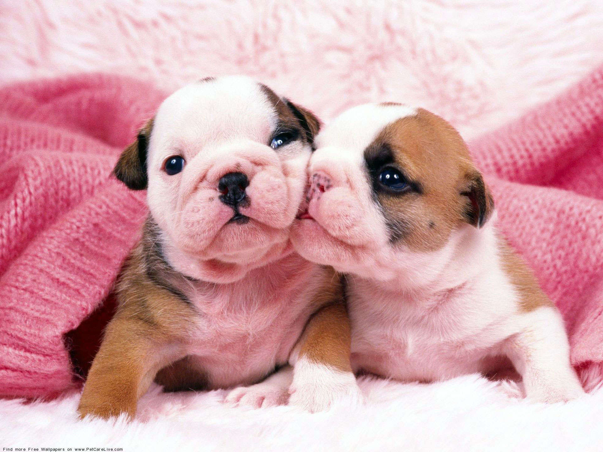 Bulldog Puppy Wallpaper - Cute Bulldog Puppy - HD Wallpaper 