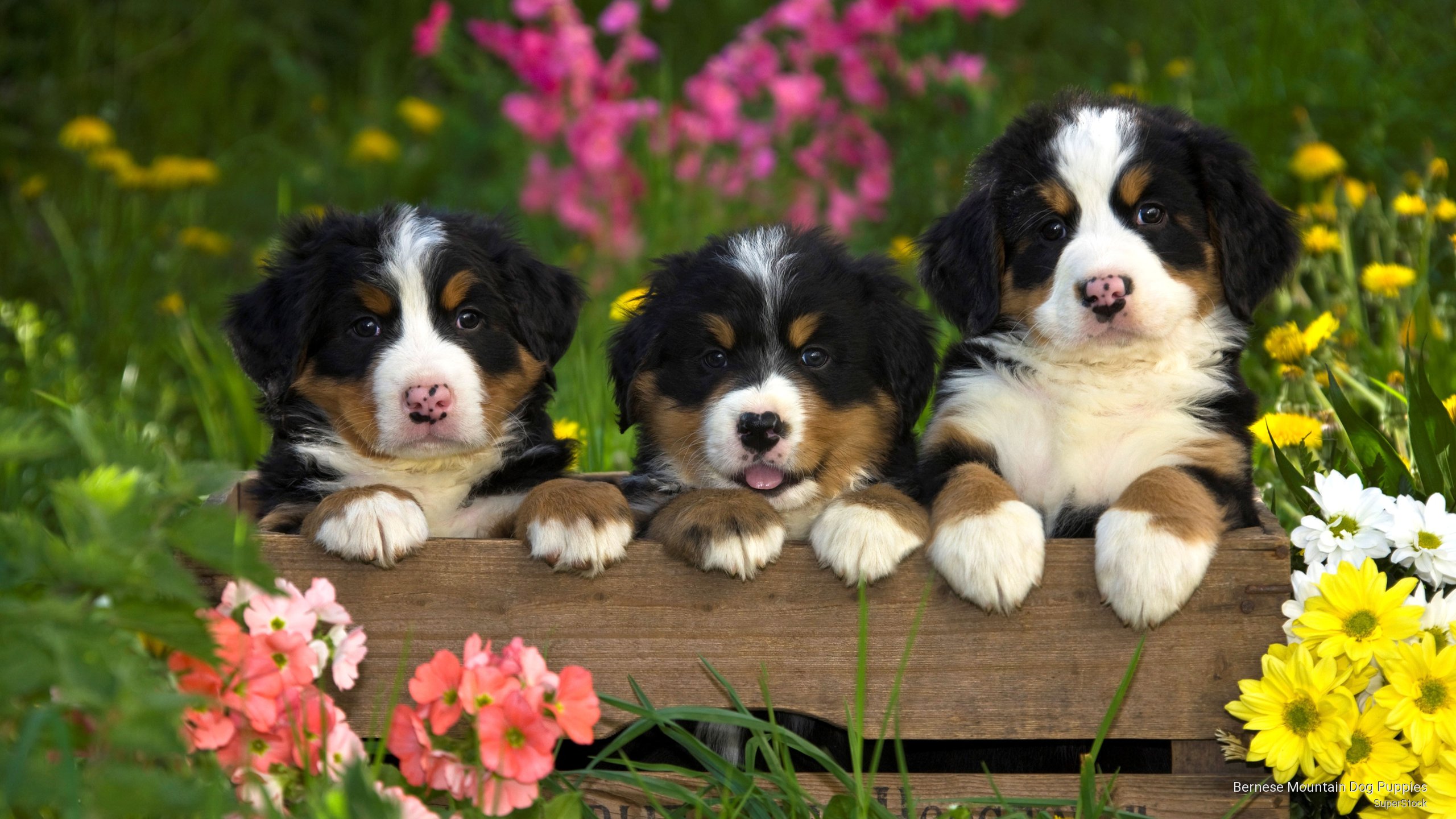 Bernese Mountain Dog Puppy Background - HD Wallpaper 