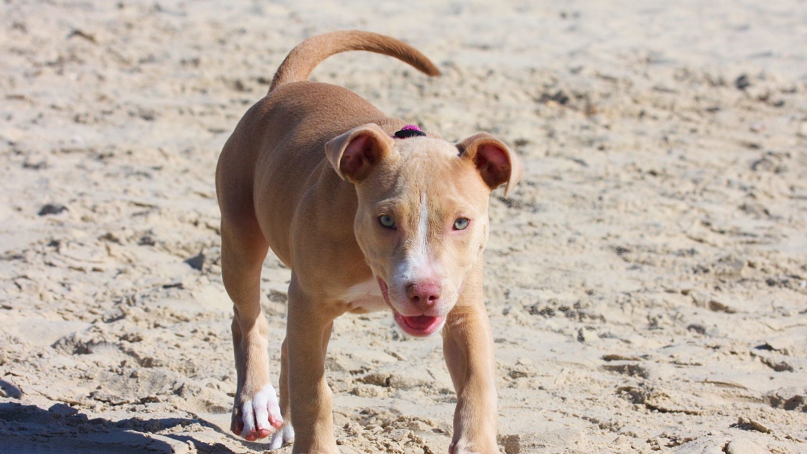 Wallpaper Pitbull, Dog, Puppy, Running, Sand, Shade - Sand Pit Bull Puppy - HD Wallpaper 
