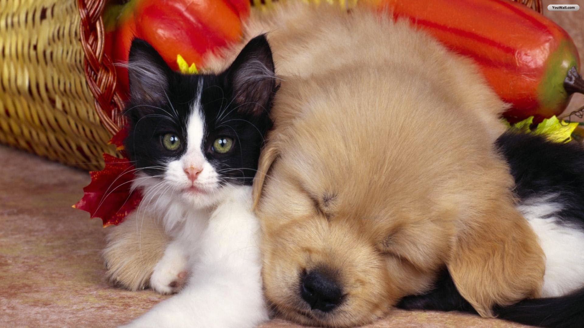 Small Cute Cat And Dog - HD Wallpaper 