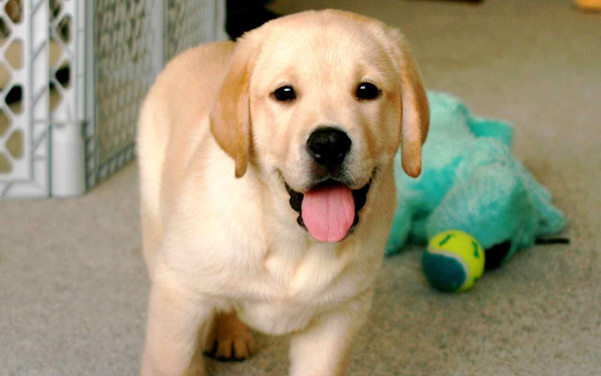 Labrador Cute - 1920x1200 Wallpaper - teahub.io
