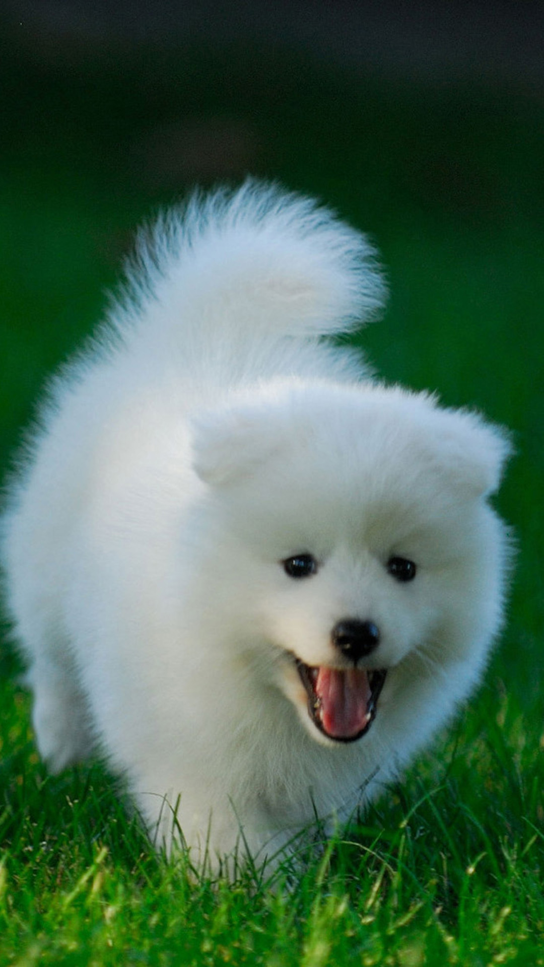 Cute Dog Images Hd - HD Wallpaper 