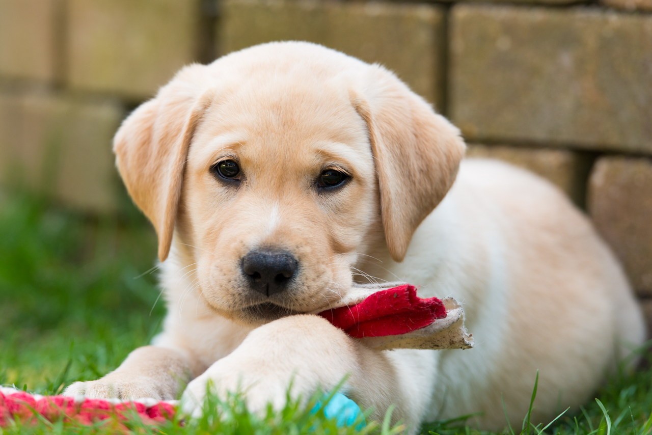 Dog Wallpapers Cool Animals Dog Desktop Images Animal - Cute Dog Background - 1280x854 Wallpaper Dog Wallpapers Cool Animals Dog Desktop Images Animal - Cute Dog Background - 1280x854 Wallpaper