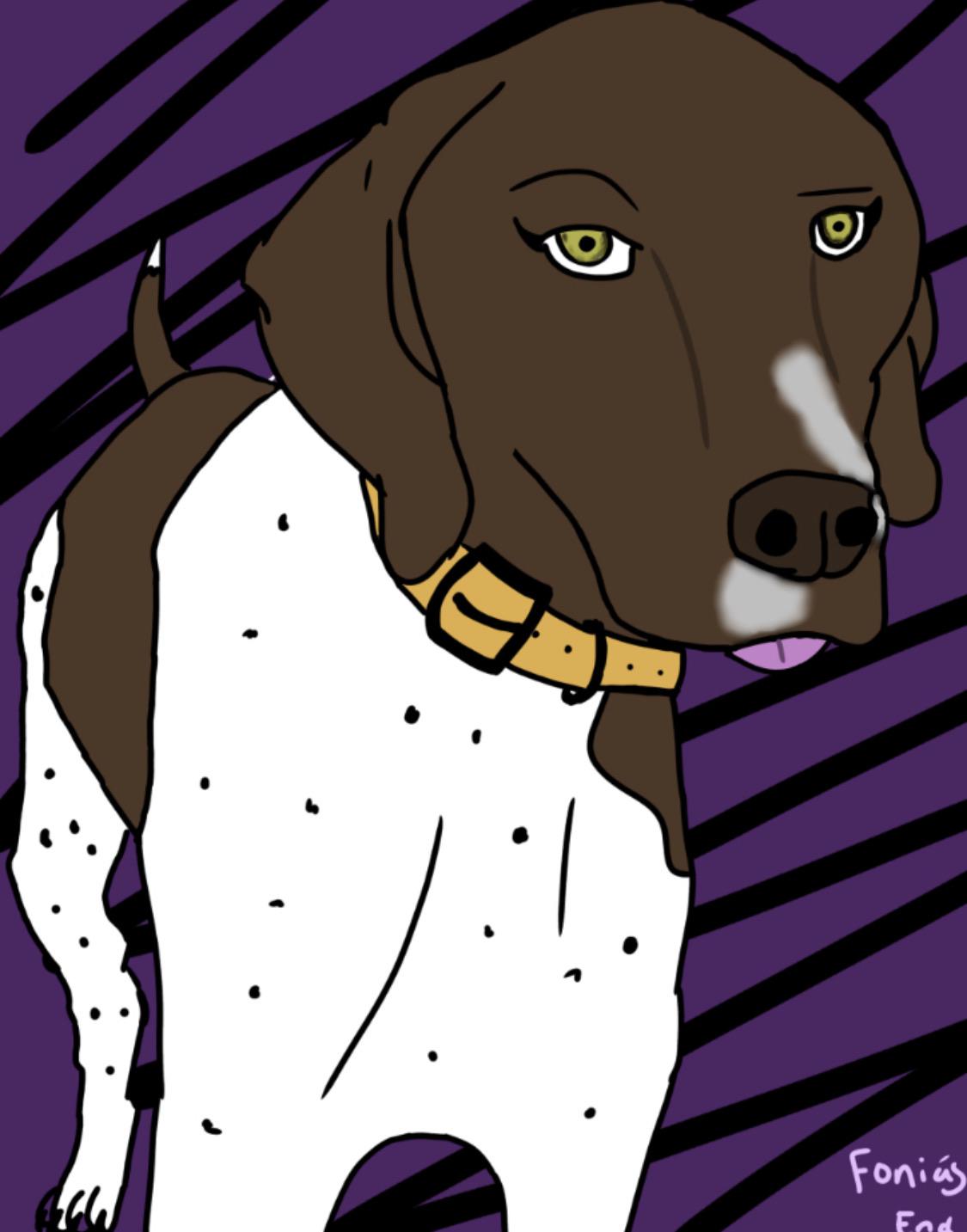 German Shorthaired Pointer - HD Wallpaper 