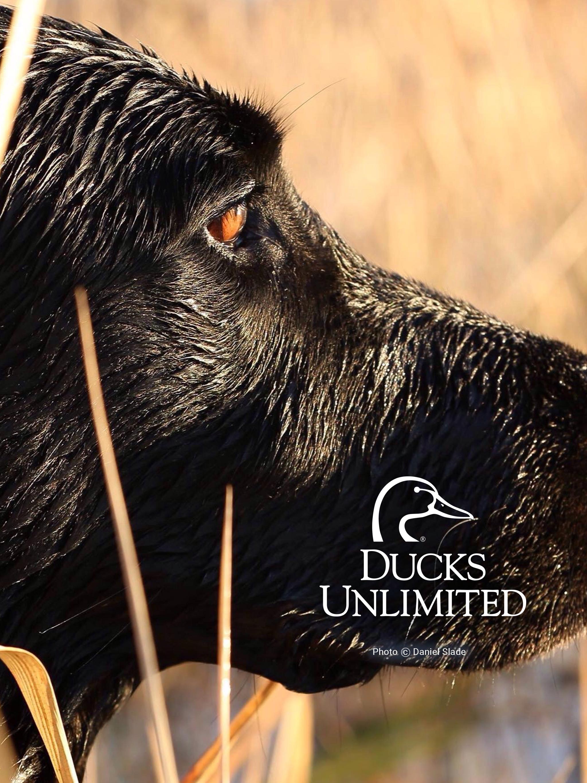 Ducks Unlimited - HD Wallpaper 