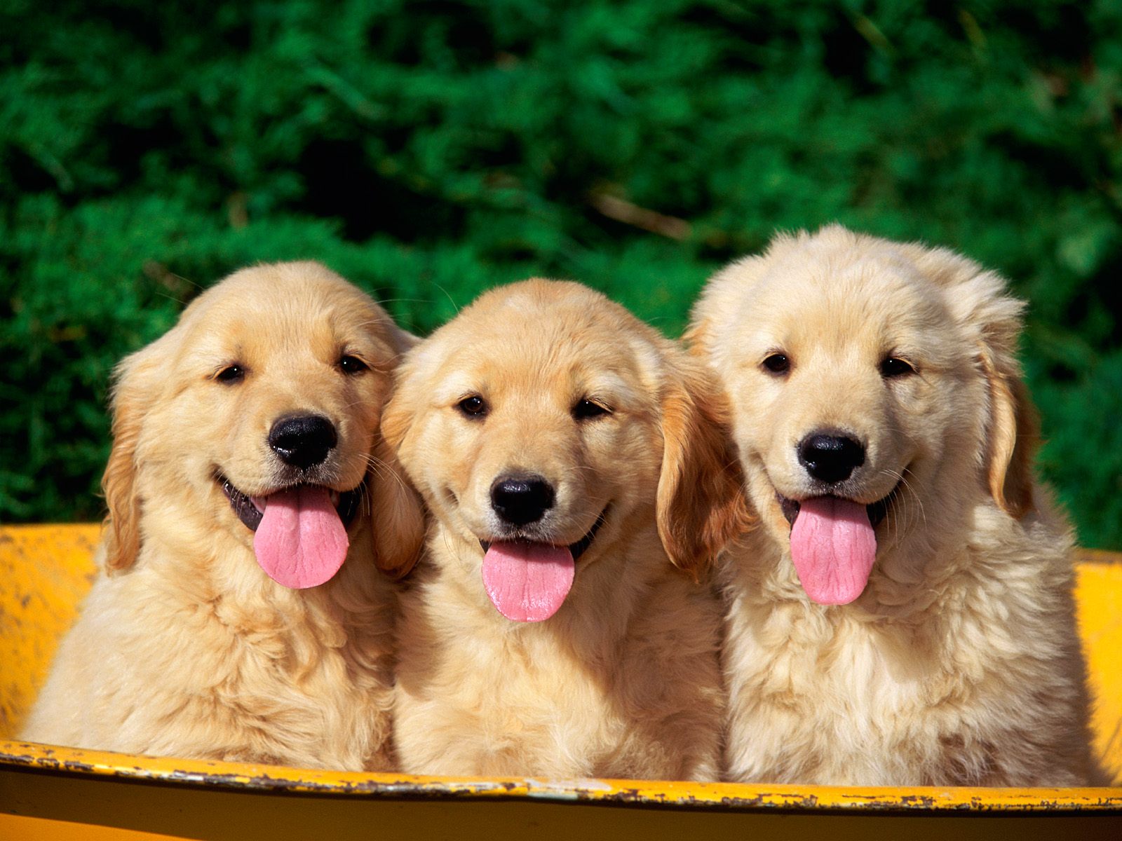 Cute Dogs Wallpaper - HD Wallpaper 