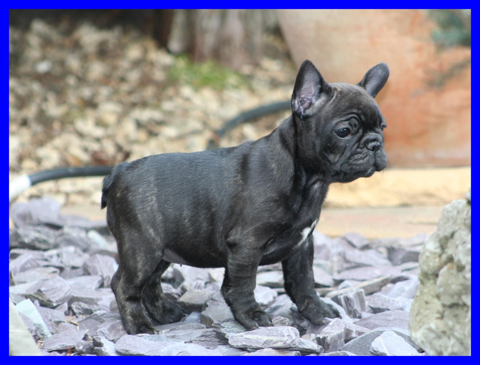 Incredible Black French Bulldog Cute Puppy Wallpaper - French Bulldog Full Grown Black - HD Wallpaper 