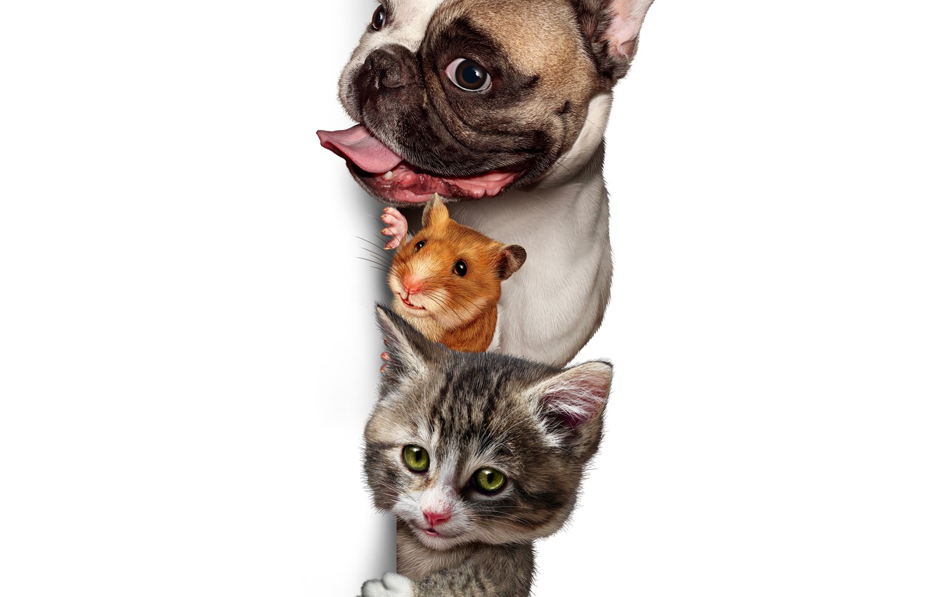 Photo Wallpaper Dog, Cat, Cat, Bulldog, Hamster, Animals - Dog And Cat Png - HD Wallpaper 