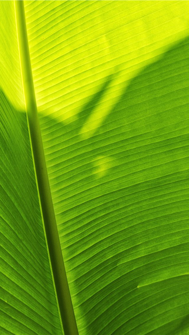 Green Banana Leaf Iphone Wallpaper - Close-up - HD Wallpaper 