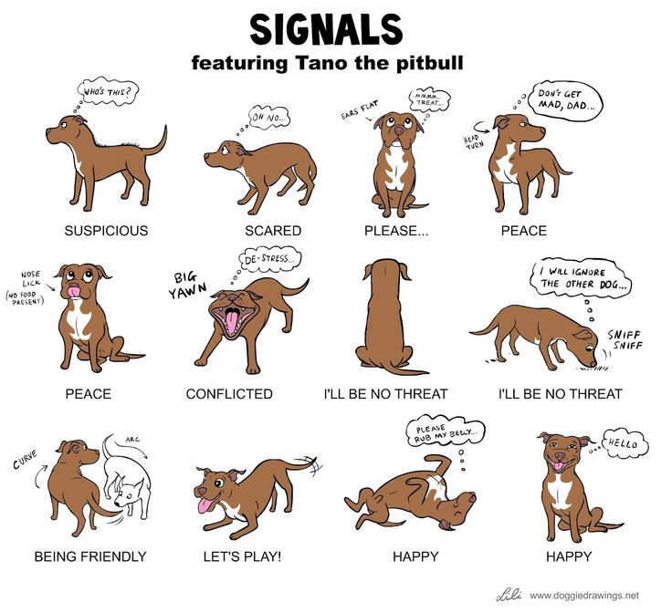 Pitbull Quotes Dog Wallpaper - Dog Body Language Meaning - 736x672 Wallpaper  
