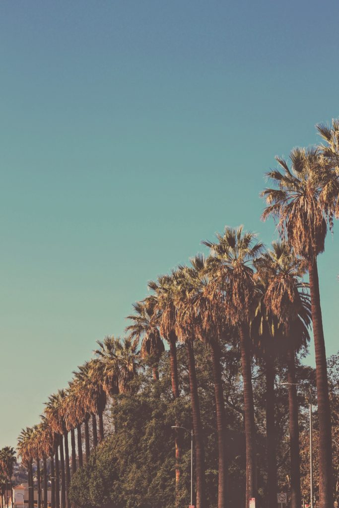 Palm Trees In Hollywoord - Future Pop California Pop Rock - HD Wallpaper 