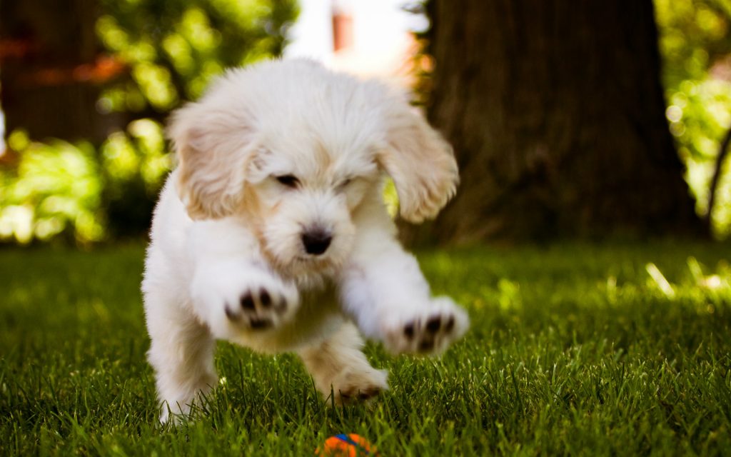 Cute Dogs And Puppies Wallpaper 54 53hd2 Livewallpaperswide - Beautiful Wallpaper Of Dogs - HD Wallpaper 