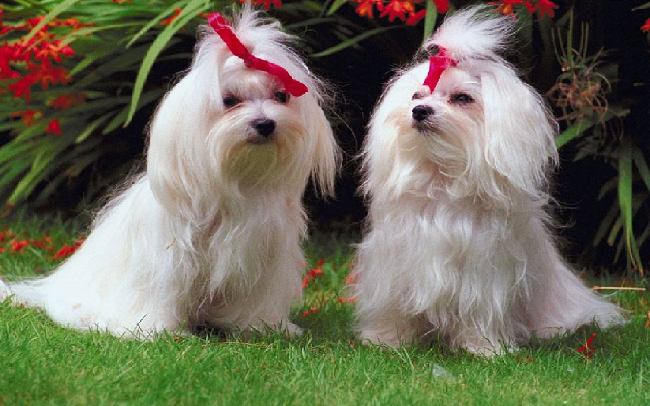 Dog Long Fur - HD Wallpaper 