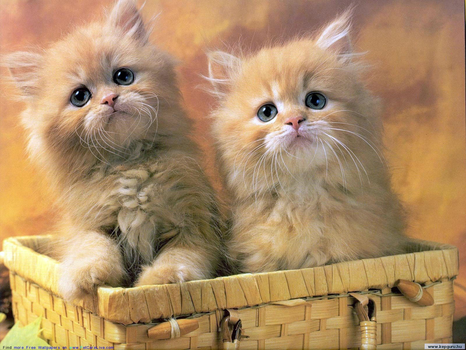 cute cut download windows cute cut download windows