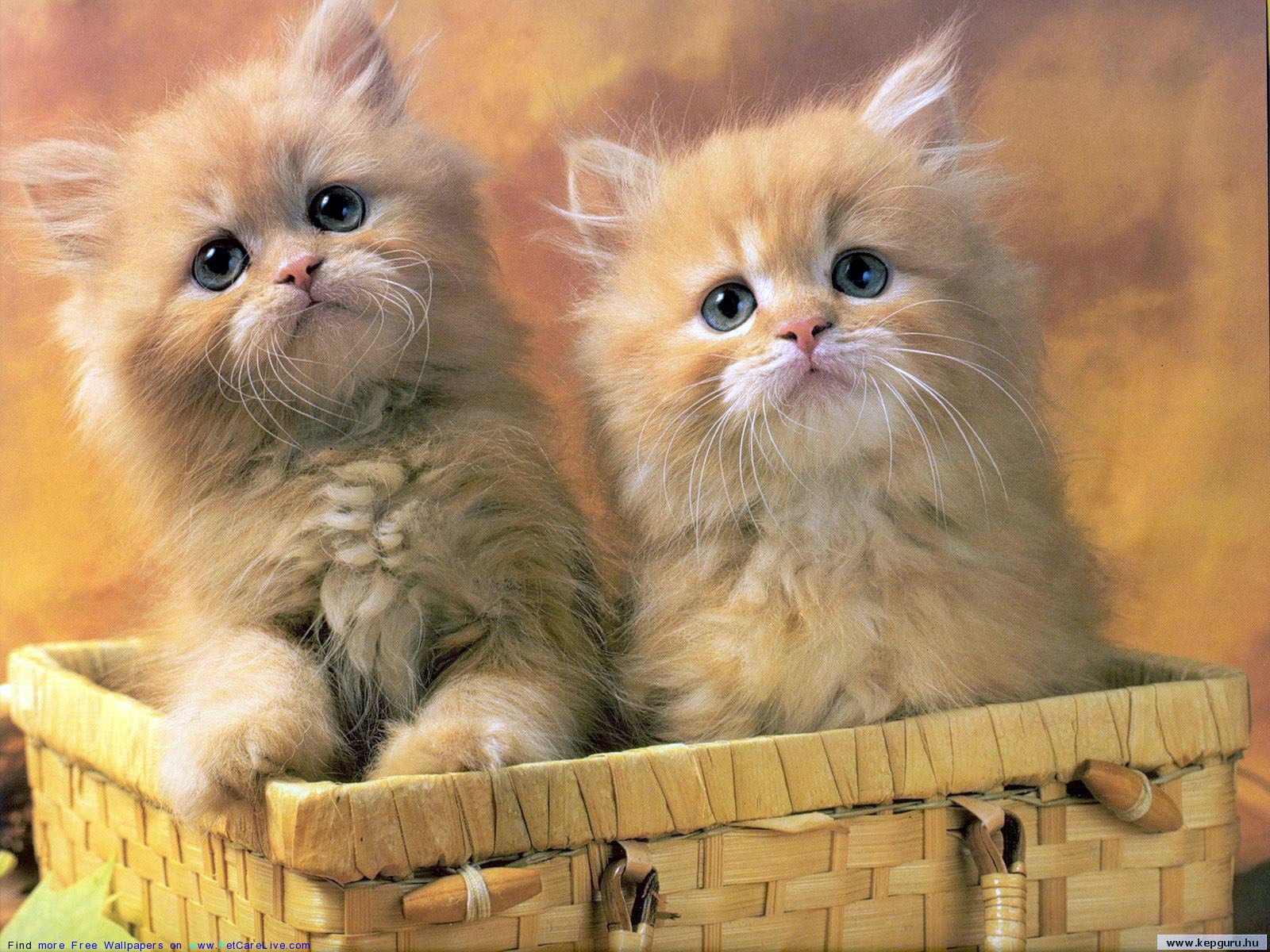 Cute Desktop Wallpaper For Windows 8 - HD Wallpaper 