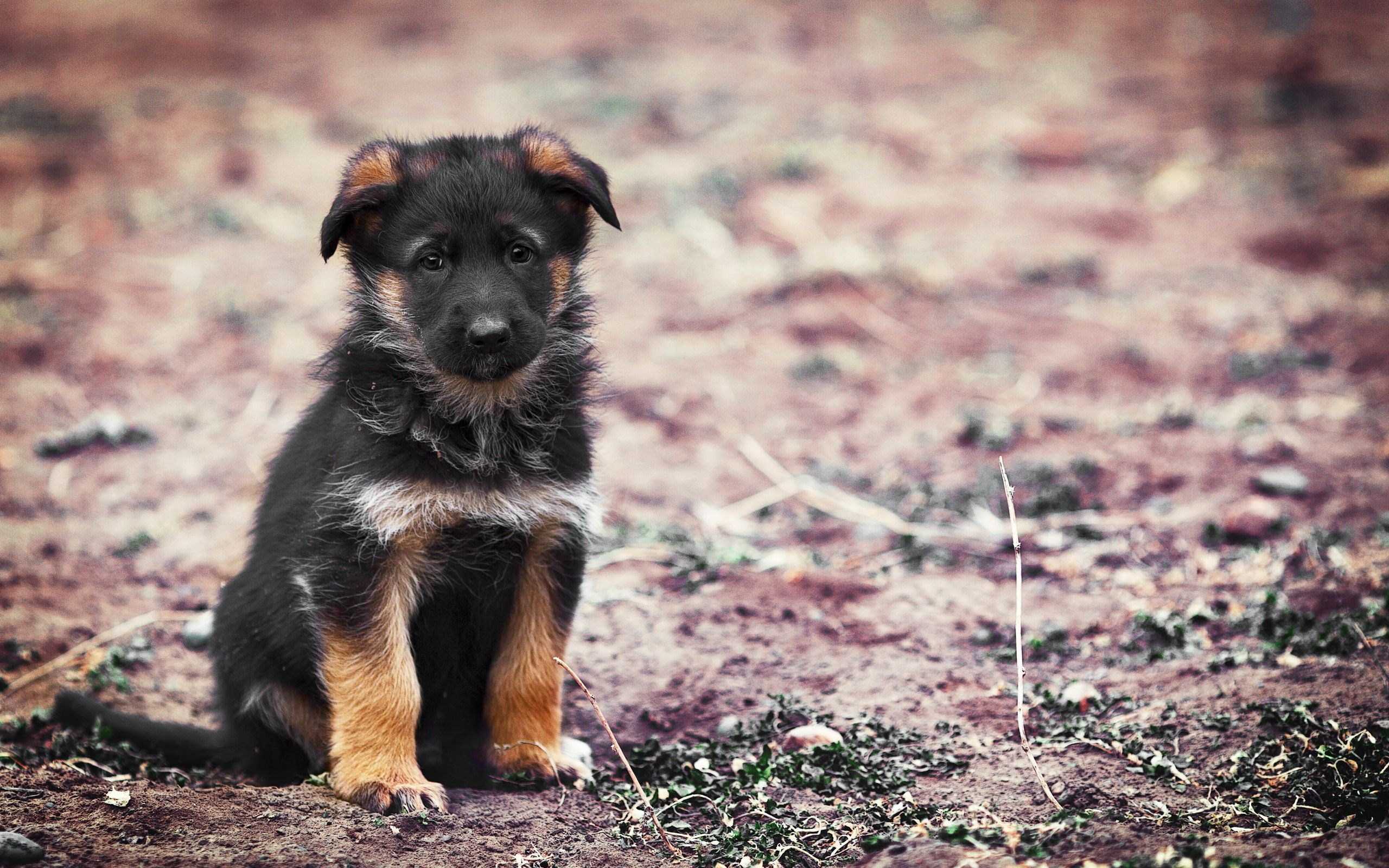 German Shepherd Puppy Pic Hd - HD Wallpaper 