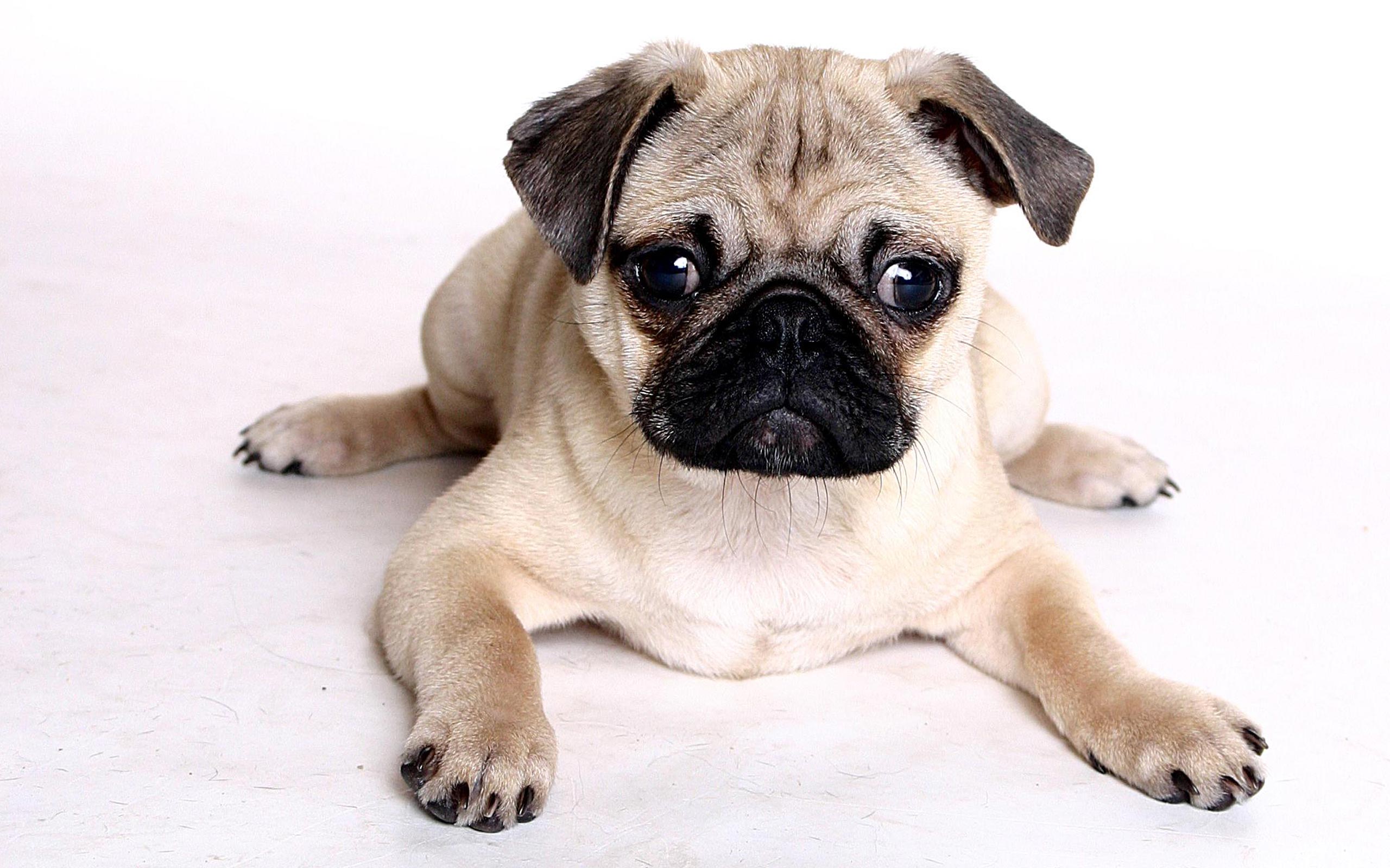 Cute Pug Puppies Images Download - Pug With No Background - HD Wallpaper 