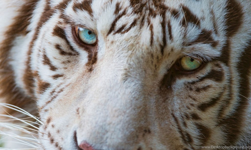 Cool Animal Wallpapers For Windows - Wild Animals With Heterochromia - HD Wallpaper 