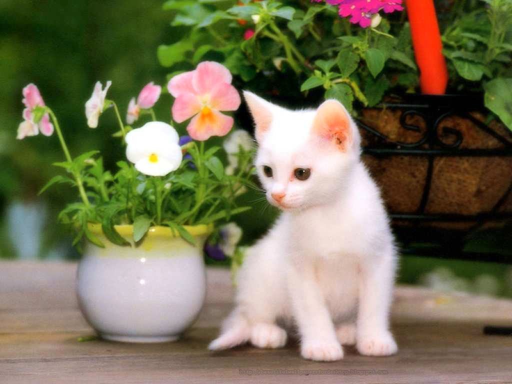 Cute Animal Wallpapers For Desktop Background Full - Cute Wallpapers For Desktop Free Download - HD Wallpaper 