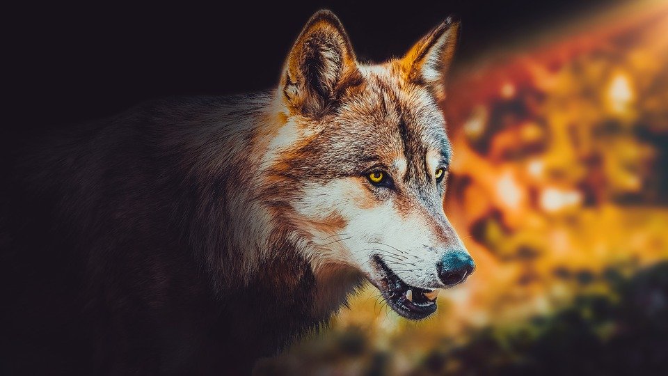 Wallpaper, Background, Wolf, Animal, Wild, Wildlife - Wildlife ...