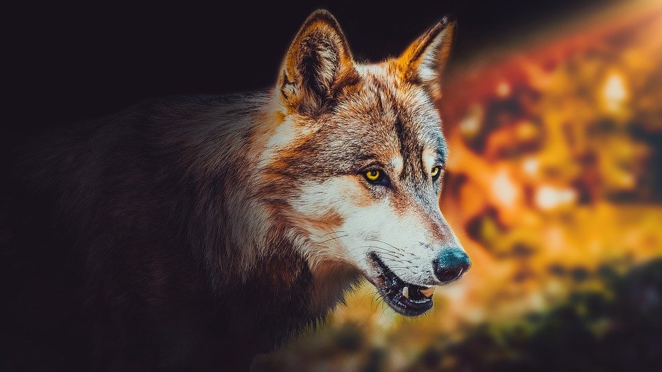 Wallpaper, Background, Wolf, Animal, Wild, Wildlife - Wildlife Background - HD Wallpaper 